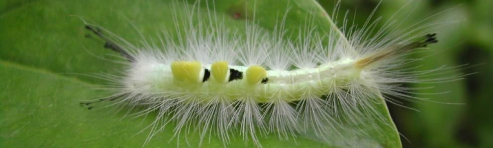 Definite tussock moth caterpillar, Orgyia definita. Photo: Pennsylvania Department of Conservation and Natural Resources - Forestry, Bugwood.