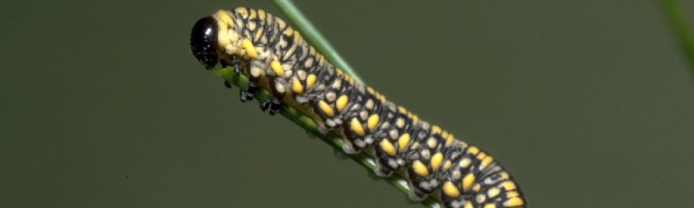 Diprion similis (introduced pine sawfly), one of a few species in this genus and the Neodiprion genus. Photo: USDA Forest Service - Region 8 - Southern, Bugwood.