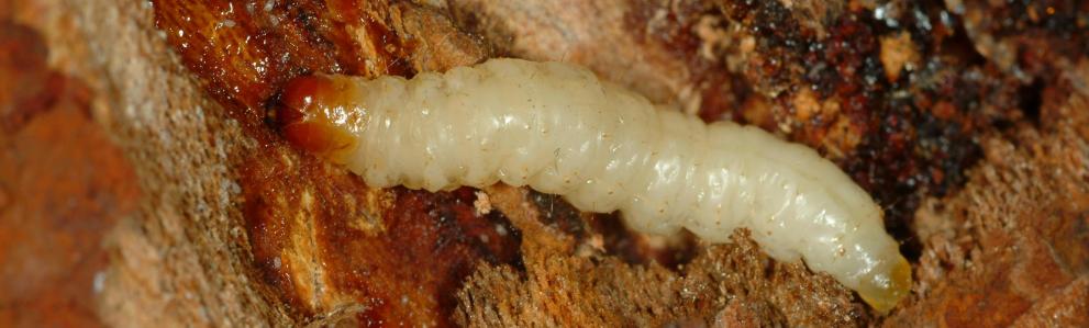 Dogwood borer larva. Photo: Ricardo Bessin, University of Kentucky.