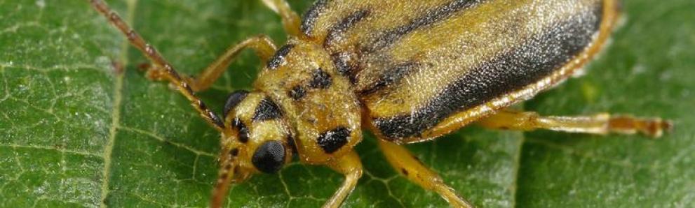 Elm leaf beetle adult. Photo: Joseph Berger, Bugwood.