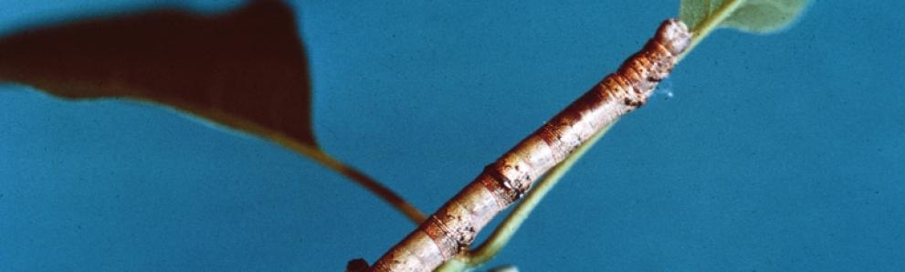 Elm spanworm caterpillar. Photo: USDA Forest Service, Bugwood.