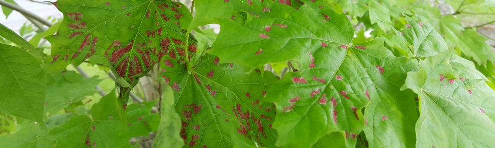 Eriophyid mites (the crimson erineum mite) on sugar maple. Photo: Tawny Simisky