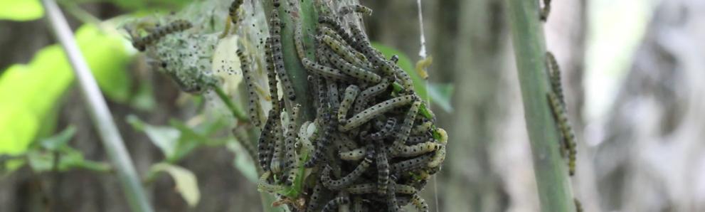 Euonymus caterpillars. (Photo: Tawny Simisky)