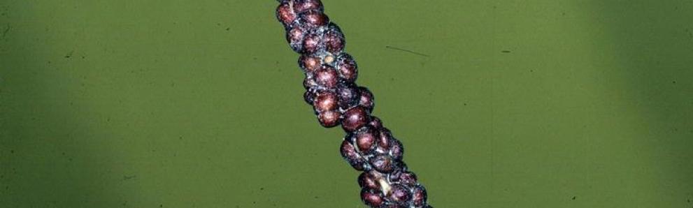 European fruit lecanium scales. Photo: Lacy L. Hyche, Auburn University, Bugwood.