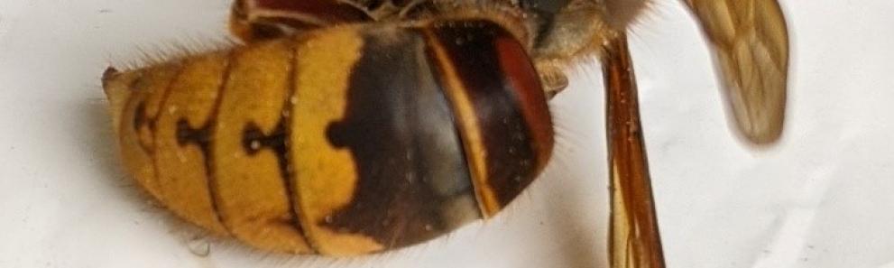 European hornet adult. (Photo: Rick Parker)