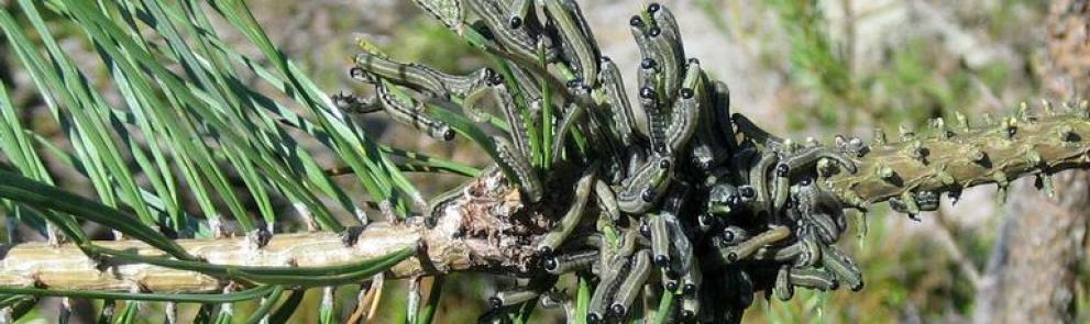 European pine sawfly larvae. Photo: Erik Christiansen, Agricultural University of Norway, Bugwood.