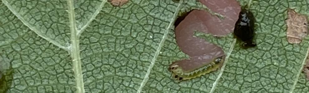 Elm zigzag sawfly larva photographed on 8/16/2023 in Becket, MA. (Photo: Nicole Keleher, MA DCR)