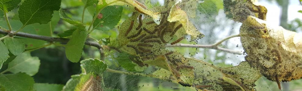 Fall webworm caterpillars and webbing. Photo: Tawny Simisky