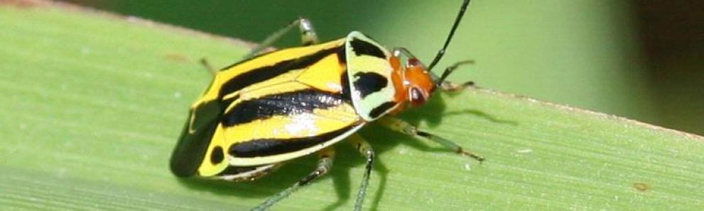 Adult four-lined plantbug. Photo: Johnny N. Dell, Bugwood.