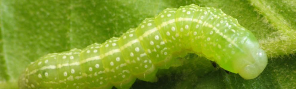 Caterpillar often referred to as a fruitworm from the genus Lithophane. Photo: Beatriz Moisset.
