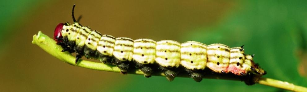 Green-striped mapleworm caterpillar. Photo: Steven Katovich, Bugwood.