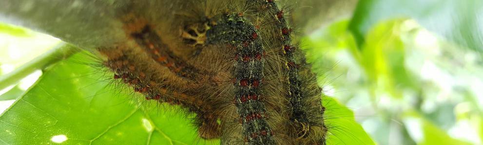 Spongy moth caterpillars. Photo: Tawny Simisky