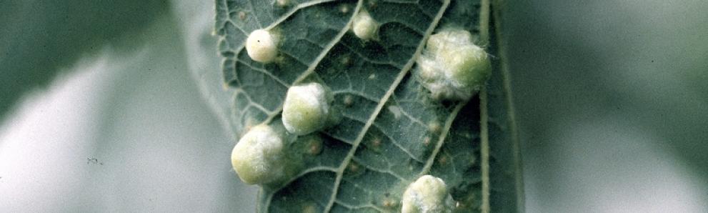 Hackberry psyllid damage from a nipplegall maker, Pachypsylla spp. Photo: Whitney Cranshaw, Colorado State University, Bugwood.