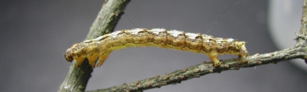 Eastern hemlock looper caterpillar. Photo: Pennsylvania Department of Conservation and Natural Resources - Forestry , Bugwood.
