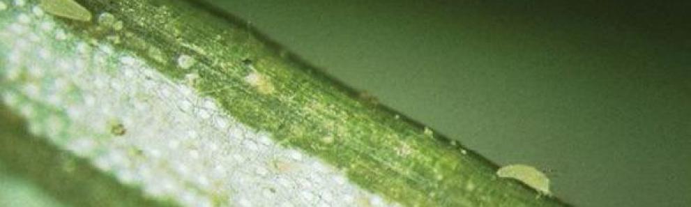 Hemlock rust mites. Photo: Sandy Gardosik, Pennsylvania Department of Agriculture.