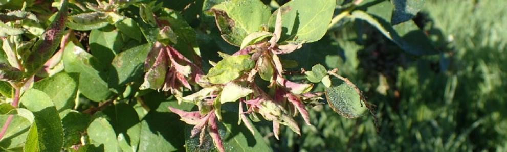 Honeysuckle aphid damage. Photo: Whitney Cranshaw, Colorado State University, Bugwood.