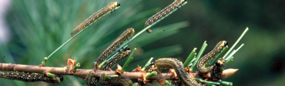 Introduced pine sawfly caterpillars, Diprion similis. (Photo: John Ghent, Bugwood.)