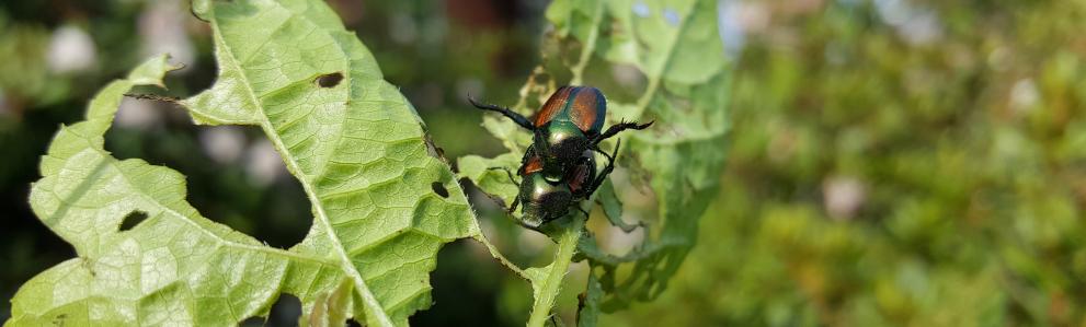 Adult Japanese beetles. Photo: Tawny Simisky