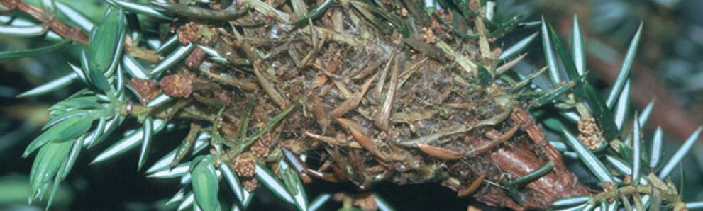 Juniper webworm damage. Photo: Connecticut Agricultural Experiment Station, Bugwood.