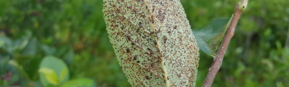 Corythucha cydoniae, hawthorn lace bug, on Aronia spp. Photo: Tawny Simisky