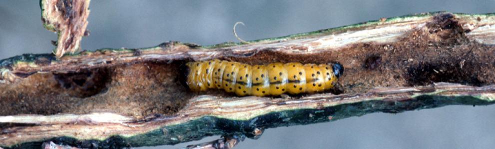 Leopard moth caterpillar. Photo: Jean-Paul Grandjean, Office National des Forêts, Bugwood.