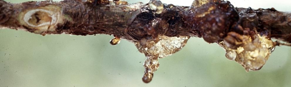 Lesser peach tree borer damage, gummosis. Photo: Carroll E. Younce, USDA Agricultural Research Service, Bugwood.