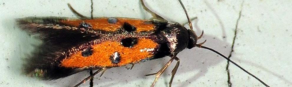 Adult linden bark borer moth. Photo: Dr. Jennifer Forman Orth, MA Department of Agricultural Resources.