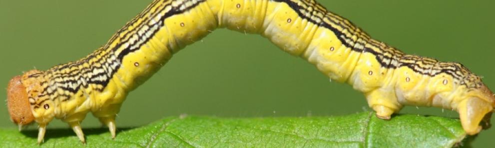 Linden looper caterpillar. Photo: Steven Katovich, Bugwood.