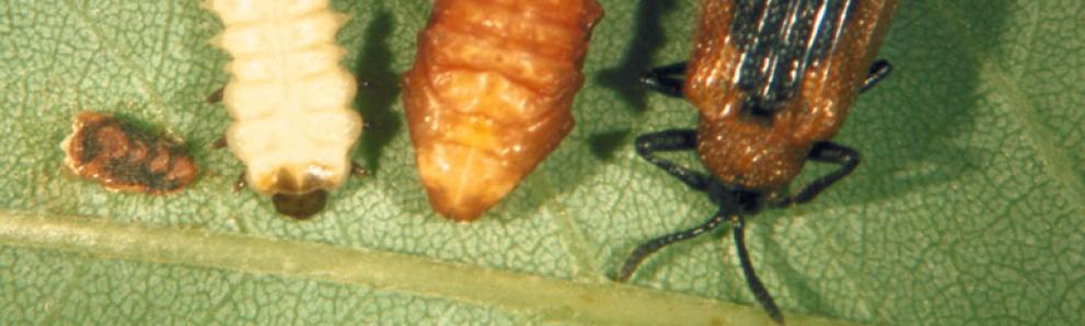 Locust leafminer egg, larva, pupa, and adult. Photo: Bruce W. Kauffman, Tennessee Department of Agriculture, Bugwood.