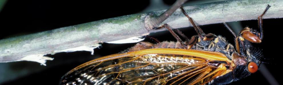 Periodical cicada adult female laying eggs. Photo: Lacy L. Hyche, Auburn University, Bugwood.