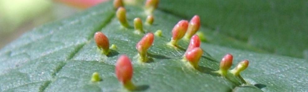 Maple bladdergall mite, Vasates quadripedes. Photo: Cheryl Moorehead, Bugwood.