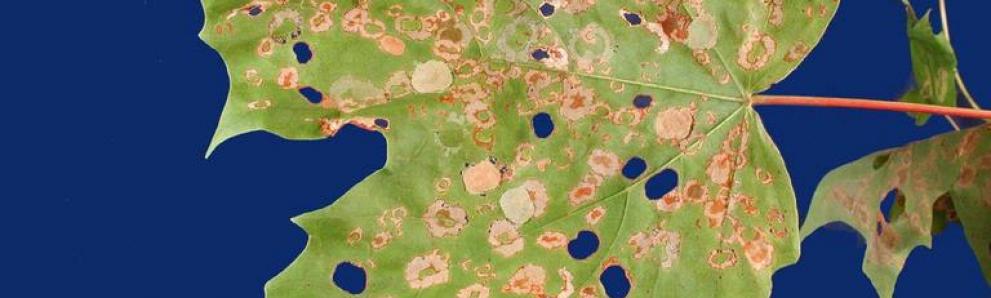 Maple leafcutter damage. Photo: Ronald S. Kelley, Vermont Department of Forests, Parks and Recreation, Bugwood.