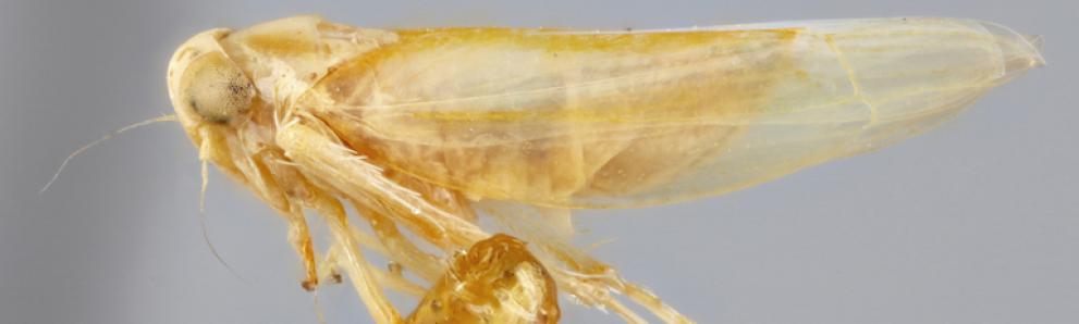 Pinned maple leafhopper. Photo: Paul Langlois, Museum Collections: Cicadas, Planthoppers, & Allies, USDA APHIS PPQ, Bugwood.