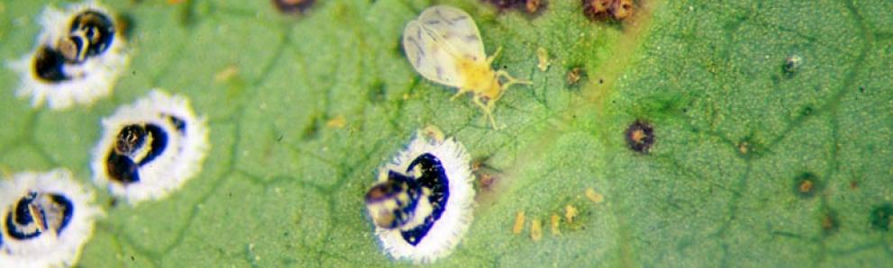 Mulberry whitefly, Tetraleurodes mori. Photo: Whitney Cranshaw, Colorado State University, Bugwood.