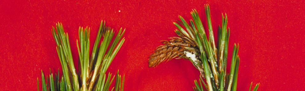 Nantucket pine tip moth damage (right) compared to healthy branch (left). Photo: Robert L. Anderson, USDA Forest Service, Bugwood.