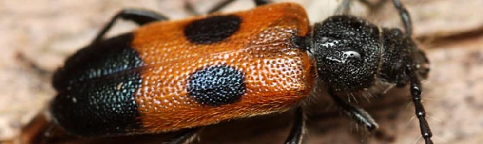 Adult cedar longhorned beetle (native). (Photo: Ophis, Bugguide.)