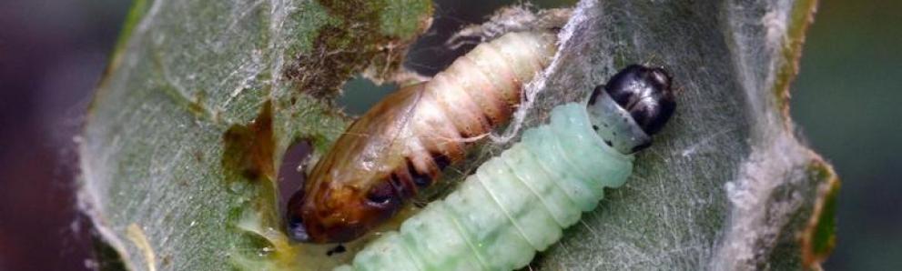 Oak leafroller caterpillar and pupa. Photo: William M. Ciesla, Forest Health Management International, Bugwood.
