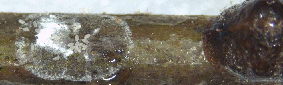 Oak lecanium scale females and eggs. Photo: Russ Norton