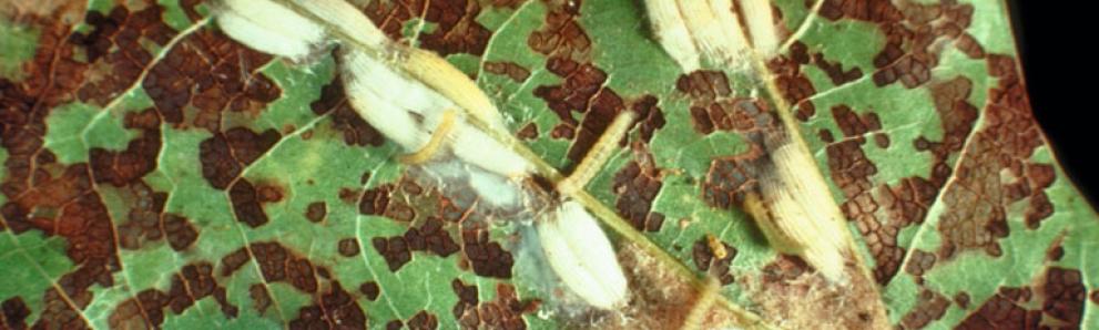 Oak skeletonizer larvae, cocoons, and damage. Photo: James Solomon, USDA Forest Service, Bugwood.