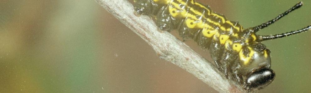 Orangestriped oakworm caterpillar. Photo: Clemson University - USDA Cooperative Extension Slide Series, Bugwood.