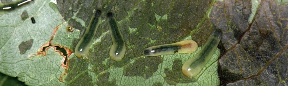 Pearslug sawflies. Photo: Jerry A. Payne, USDA Agricultural Research Service, Bugwood.