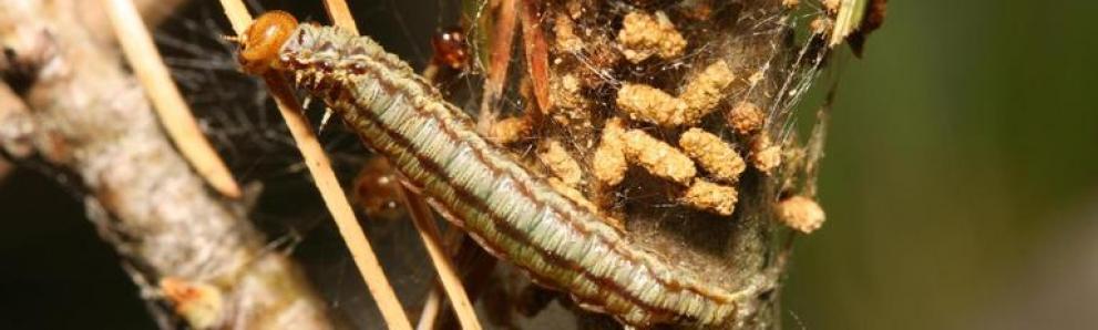 Pine false webworm caterpillar and frass. Photo: Barry Lyons, Canadian Forest Service, Bugwood.
