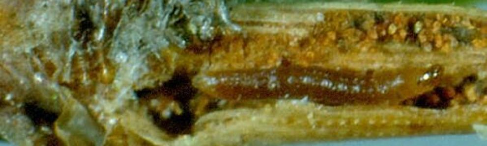 Pine needleminer caterpillar. Photo: Canadian National Collection, Moth Photographers Group.