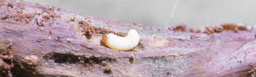 Pine root collar weevil larva. Photo: James B. Hanson, USDA Forest Service, Bugwood.