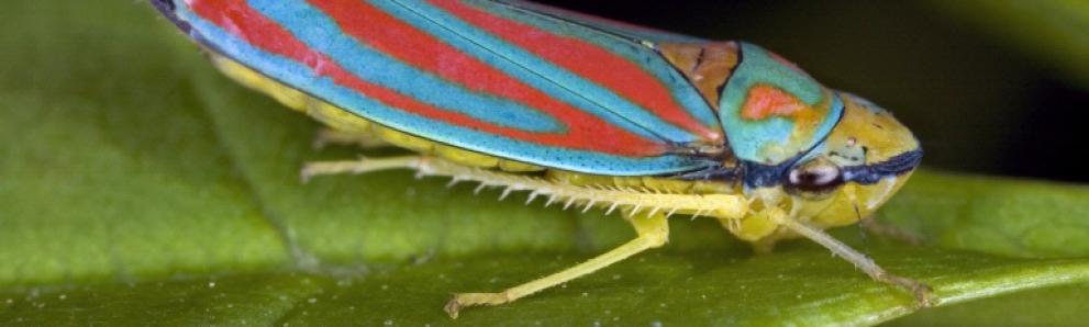 Red-banded leafhopper adult. Photo: David Cappaert, Bugwood.