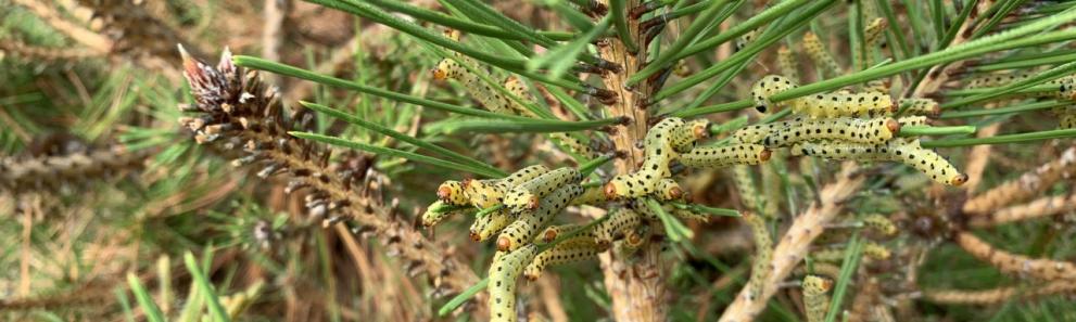 Redheaded pine sawfly caterpillars on Pinus × densithunbergii 'Jane Kluis'. Photo Daniel Lyons. 