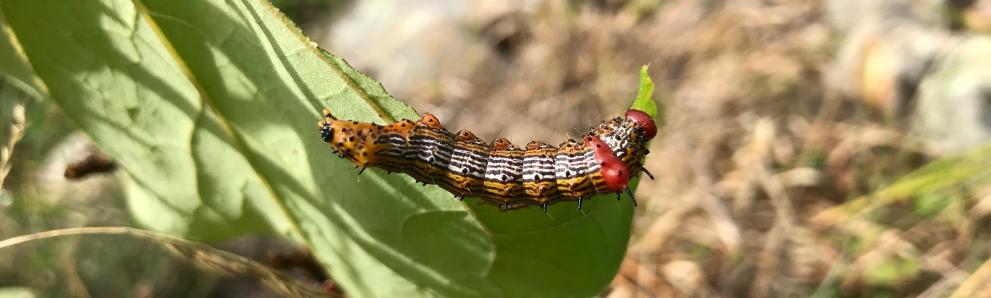 Red-humped caterpillar feeding on redbud. Photo: Angie Madeiras, UMass Extension.