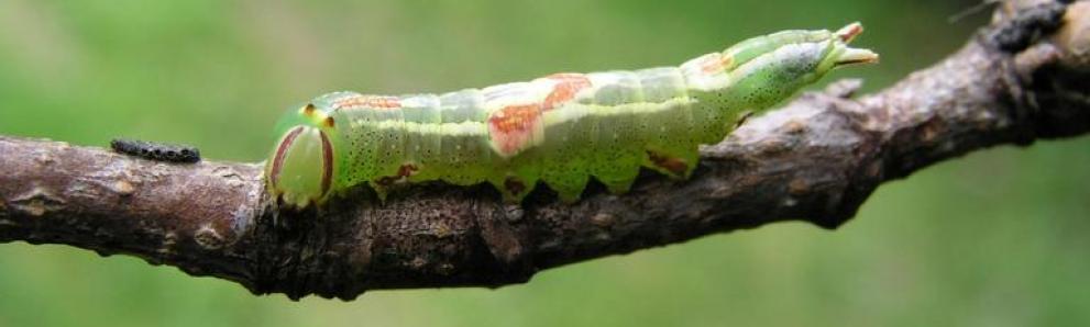 Saddled prominent caterpillar. Photo: Bruce Watt, University of Maine, Bugwood.