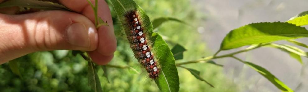 Satin moth caterpillar in Berkshire County, MA. Photo: Tawny Simisky, UMass Extension.