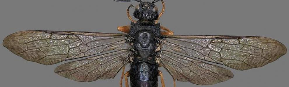 Adult female Sirex noctilio wasp. Photo: Steven Valley, Oregon Department of Agriculture, Bugwood.